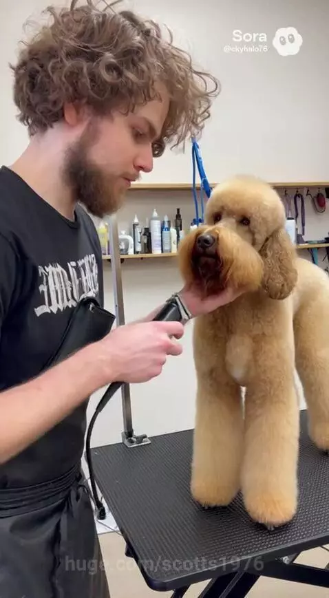 Dog gets a shave by scotts1976