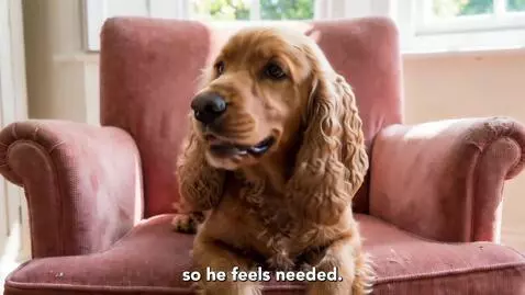 Dog Walkers by trisha