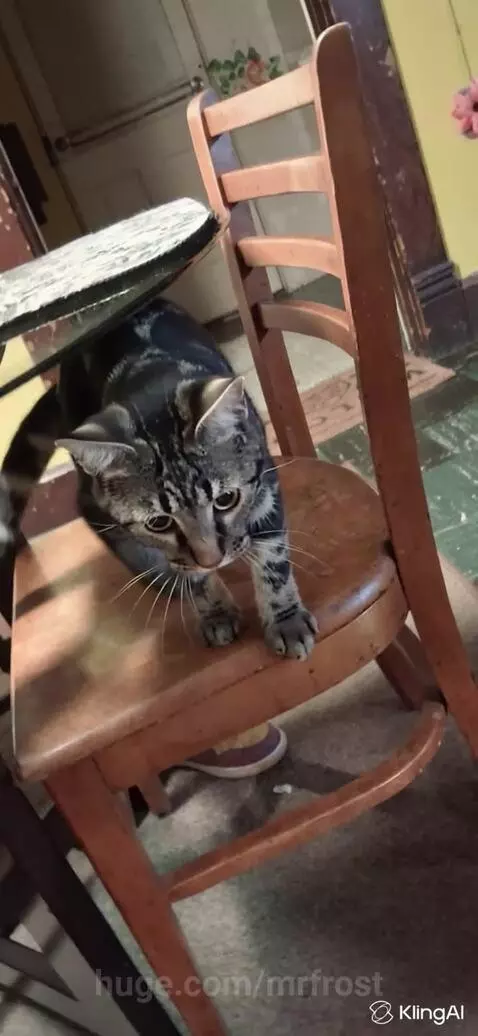 Confused kitty#aimambodance #dancingcat by mrfrost