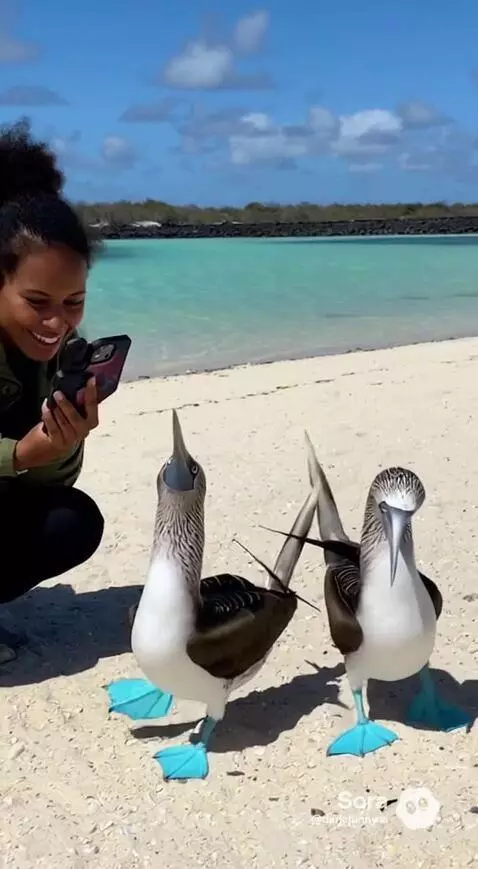 Woman filming blue-footed boobies dancing on a sandy beach with turquoise ocean in the background.
