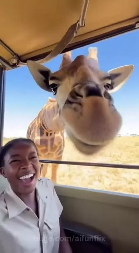 Crazy giraffe licking the camera! by aifunflix