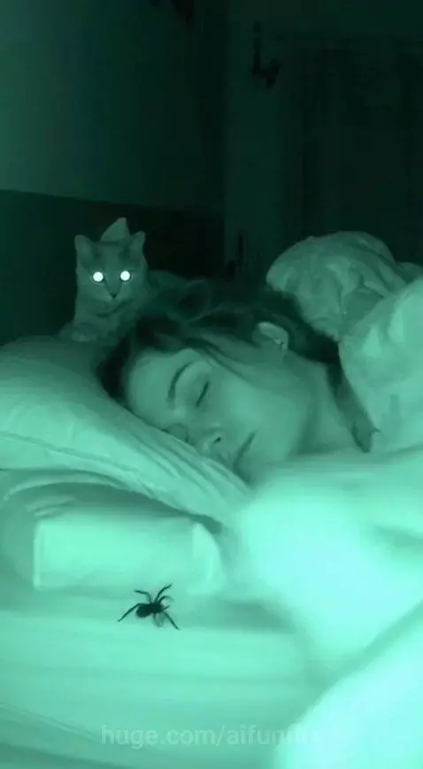 Scary spider! by aifunflix