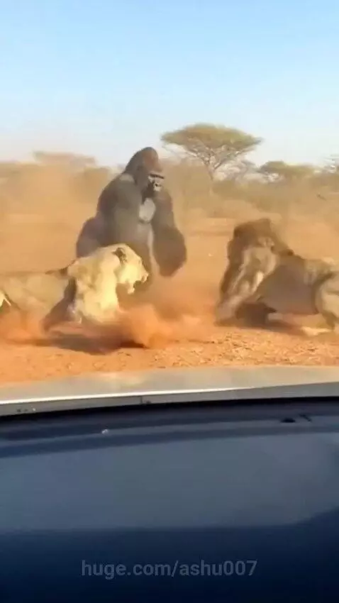 A large gorilla aggressively facing two lions in a dusty, arid savanna environment, filmed from a car dashcam.