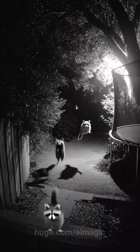 Raccoons jumping  😀 by aimagic