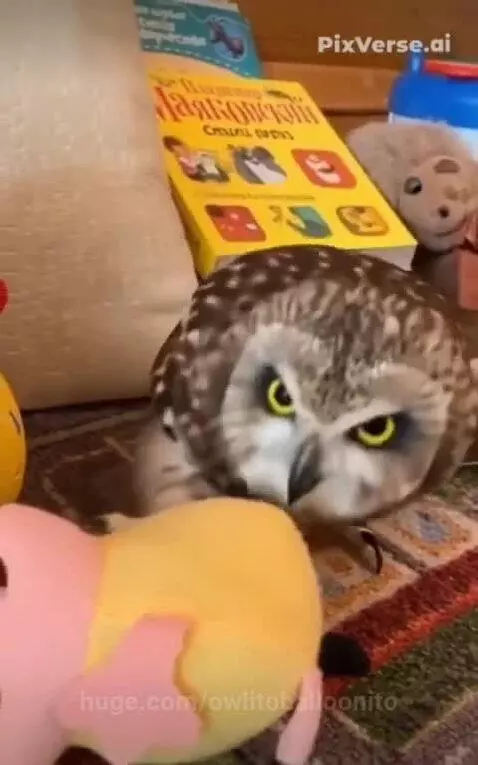 A small brown and white owl with bright yellow eyes pecking at a yellow potato-shaped toy.