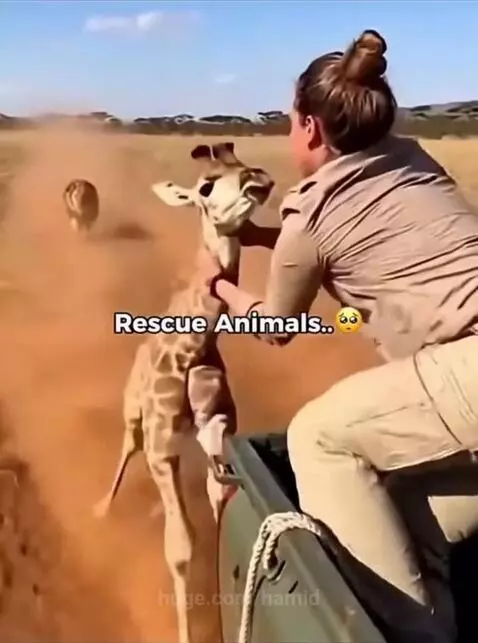 Rescue video by hamid