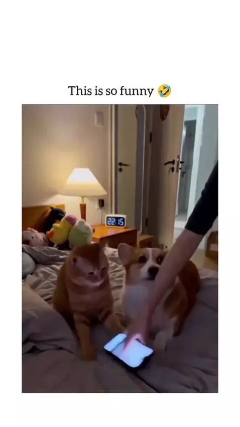 Orange tabby cat looking at a smartphone while a corgi dog lies on a bed, followed by the cat slapping the dog.