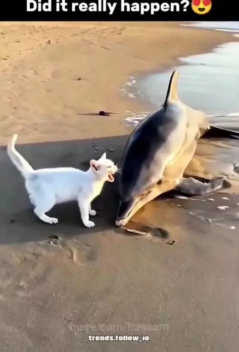 White cat and golden dogs helps to the helpless Fish by hassam