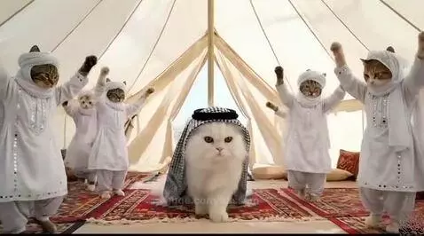 Cat are walking on trending song by hassam