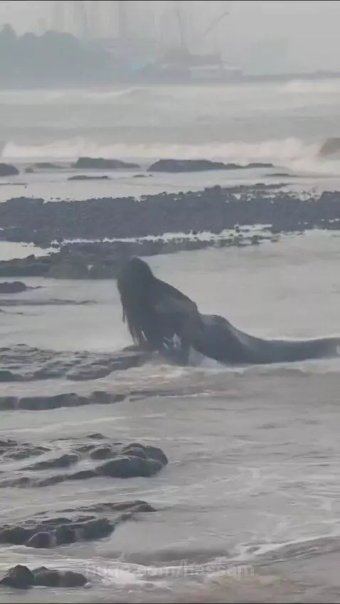 Evil mermaid spotted in Mumbai by hassam