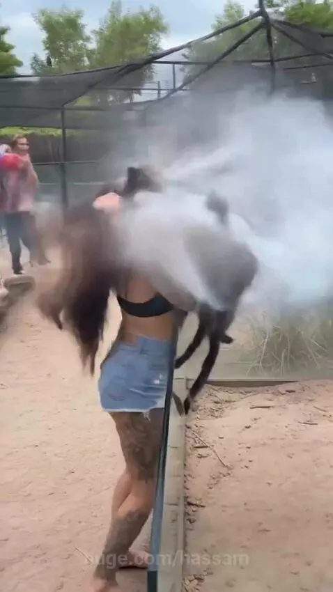 Spider 🕷️ by hassam