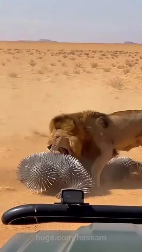 Lion shield man by hassam