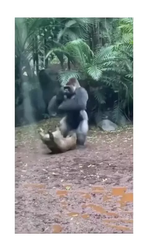 This polite Gorilla 🦍 by hassam