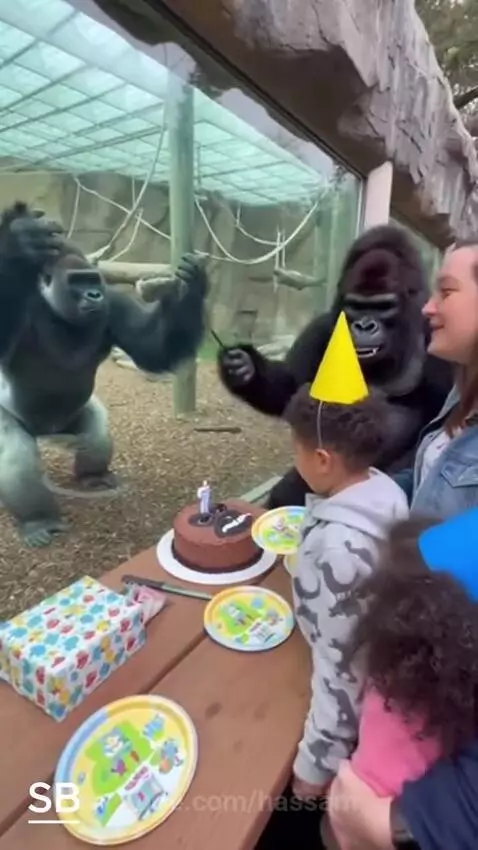 Gorilla shocked at his birthday by hassam