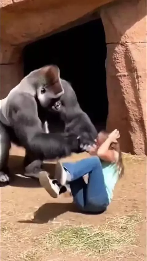 Angry Gorilla by hassam