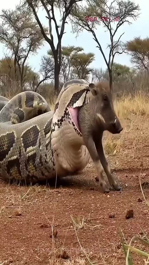 Python Swallows Warthog AI Video from Hassam - HUGE