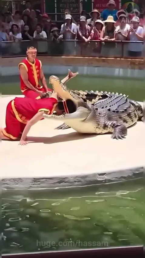 Crocodile show by hassam