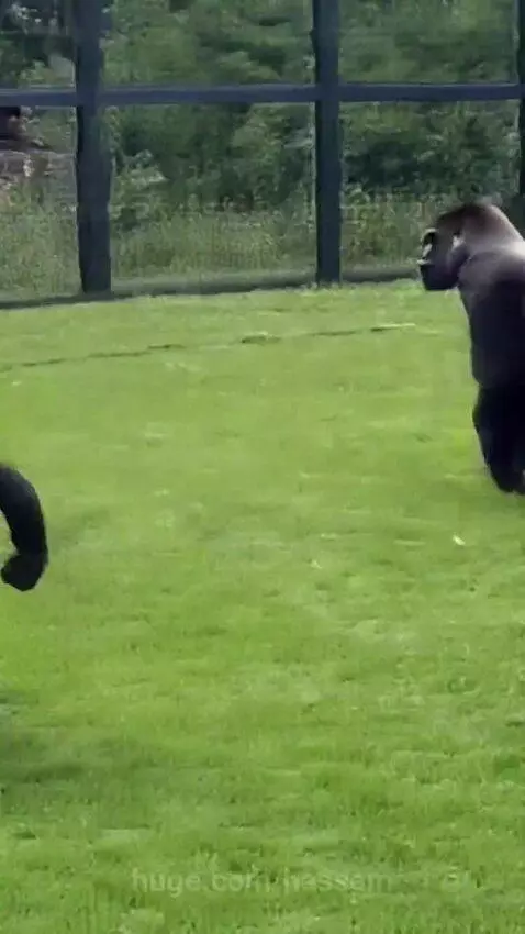 Gorilla Funniest. by hassam