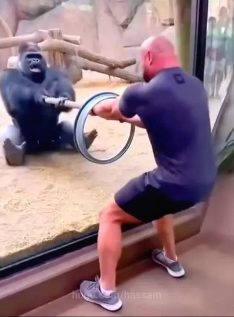 Gorilla is the Largest of this world. by hassam