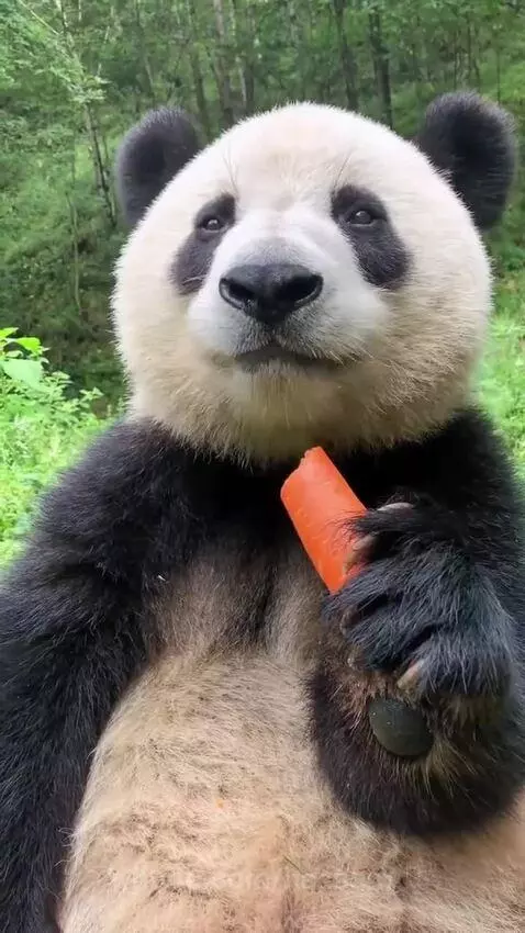 Giant panda sitting in a forest, holding and munching on an orange carrot.
