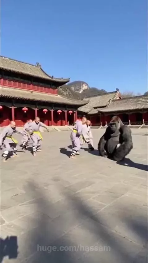 CGI gorilla mimicking martial artists' moves during a Kung Fu training session in a traditional Chinese courtyard.