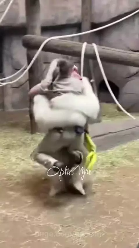 A zookeeper in a beige uniform is lifted by a large white gorilla holding a bunch of bananas in an enclosure.