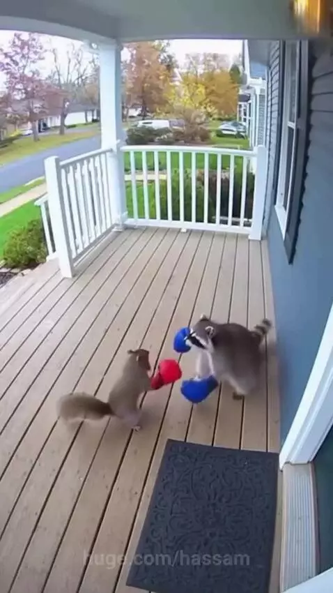 A raccoon and a squirrel wearing boxing gloves appear to be sparring playfully on a wooden porch.