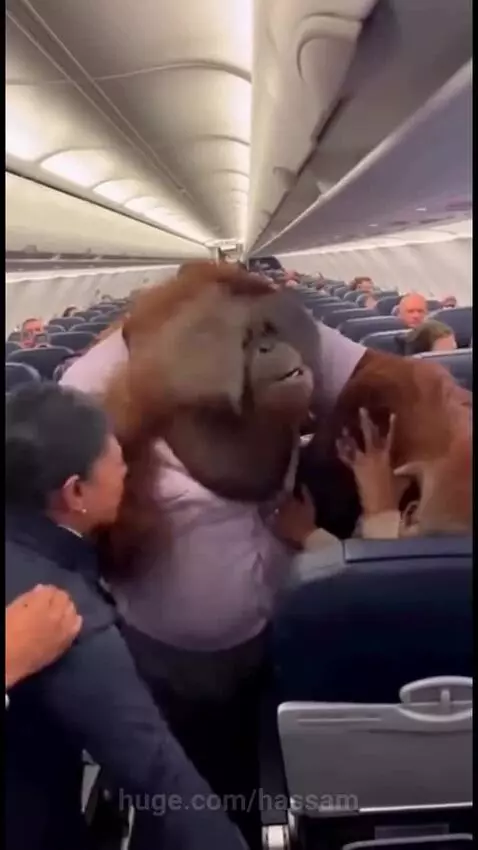 Orangutan wearing a purple shirt stands in an airplane aisle, reaching out to shake a passenger's hand.