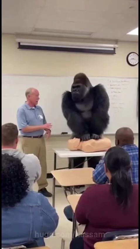 Gorilla in a suit startling adults during a CPR class, eliciting screams and laughter.