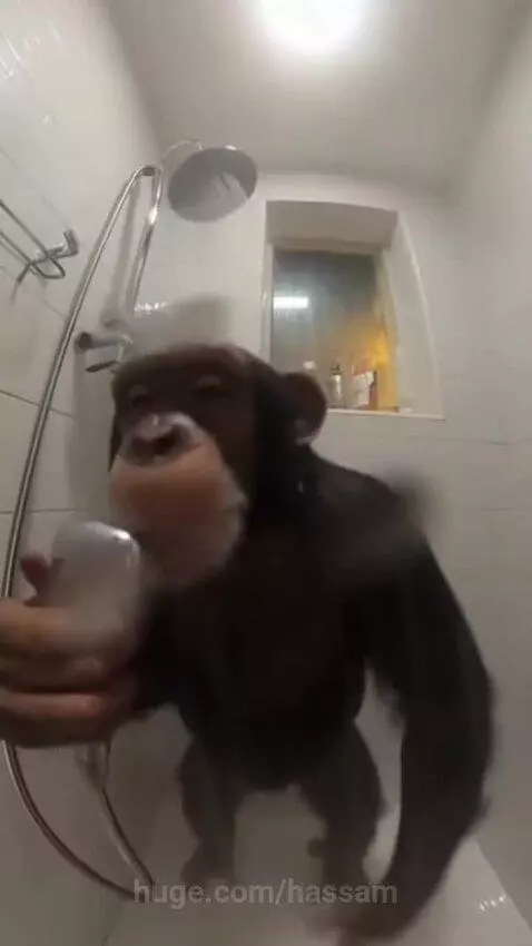 Chimpanzee holding a showerhead like a microphone, rapping in a shower stall with water flowing.