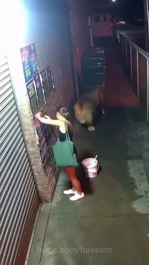 Woman in alleyway is attacked by a large lion, falling to the ground as the lion pounces.