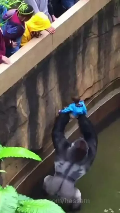 Silverback gorilla gently holding a small child in a zoo enclosure before handing him to rescuers.
