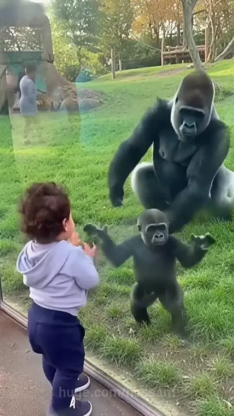 No matter the difference between human and animals by hassam