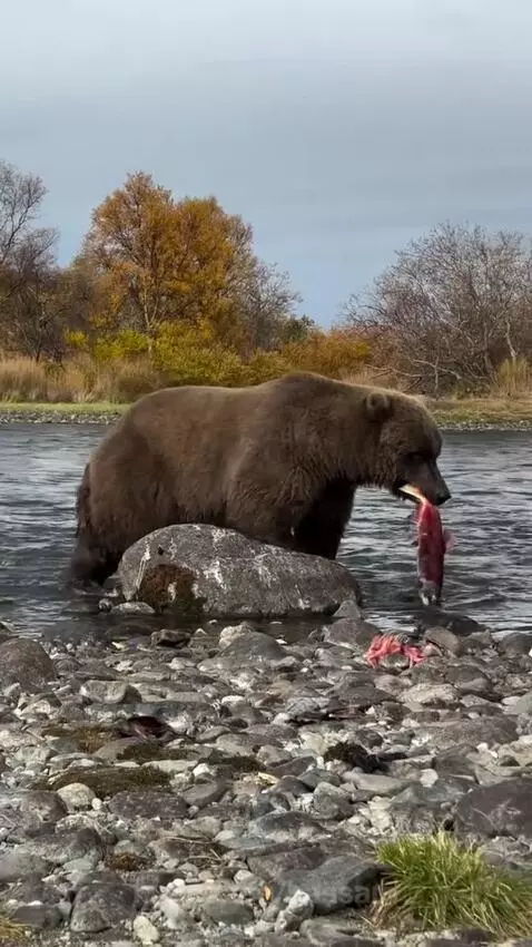 A large brown bear holding a salmon in its mouth, standing near a river with another bear.