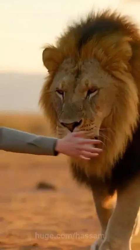 Woman kneeling and hugging a lion and cub during a golden sunset.