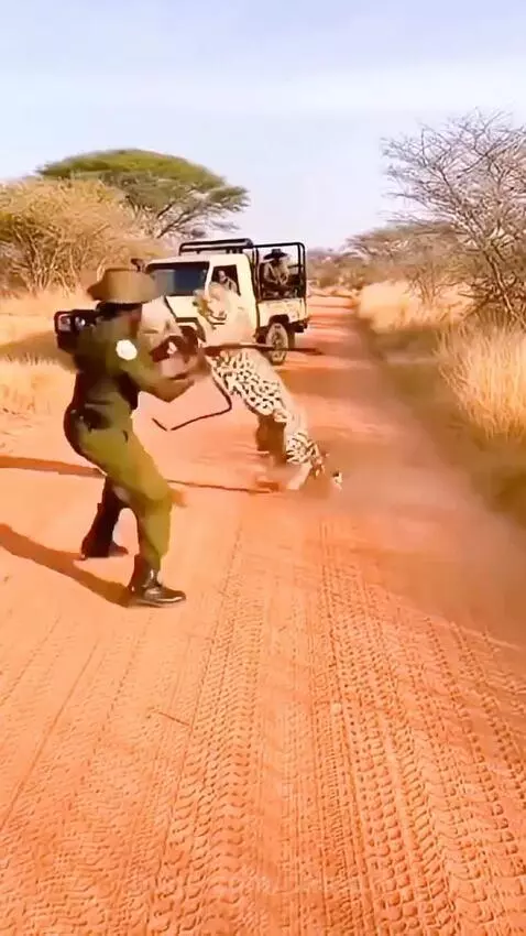 Park ranger with shield and stick confronting an attacking leopard on a dirt road.