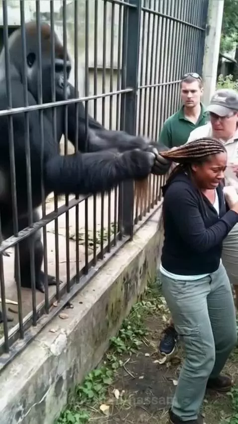 A large gorilla holding a woman's braided hair through cage bars while people try to free her.