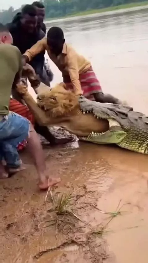 Group of men pulling a lion out of a crocodile's mouth on a riverbank.