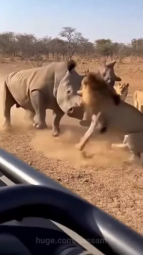 Adult rhinoceros charging and tossing a lion with its horn, defending a baby rhinoceros.