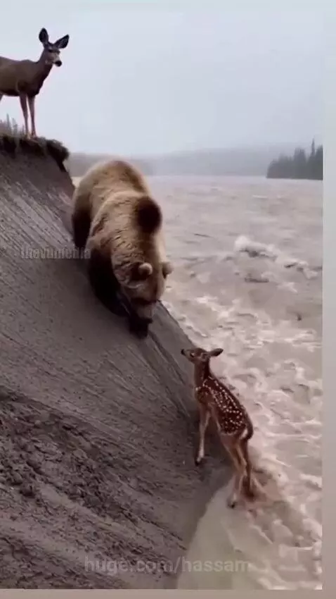 A large brown bear nudging a small fawn out of a river onto a muddy bank, with an adult deer watching.