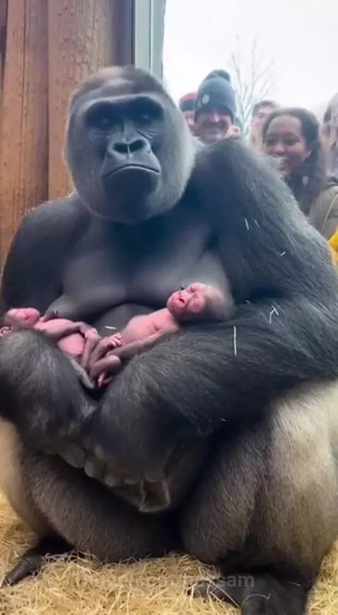 A mother gorilla sits on hay, gently holding two tiny newborn twin babies. Onlookers watch through glass.