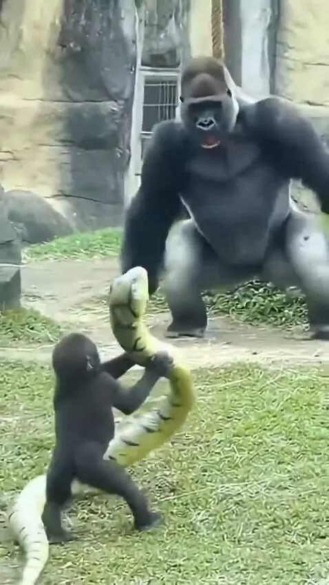 Baby gorilla playing with a fake snake while an adult gorilla jumps back in surprise.