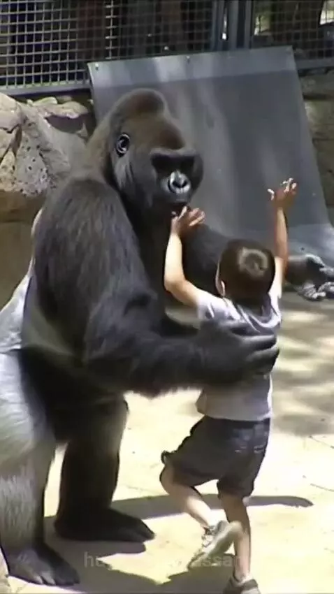 A large gorilla gently touching a young child's head and chest in a zoo.