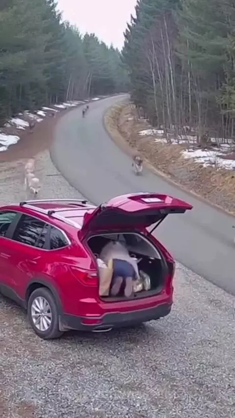 Woman trying to get into her car trunk as a pack of wolves attacks her SUV in a snowy forest.