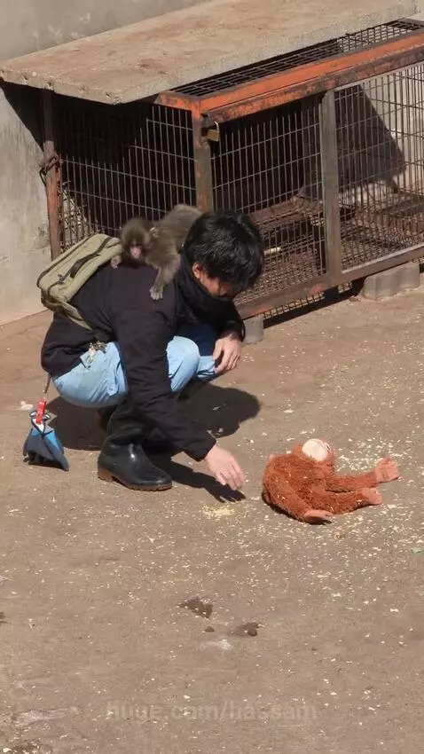 Man crouching down, gently interacting with several small baby monkeys in an outdoor enclosure.