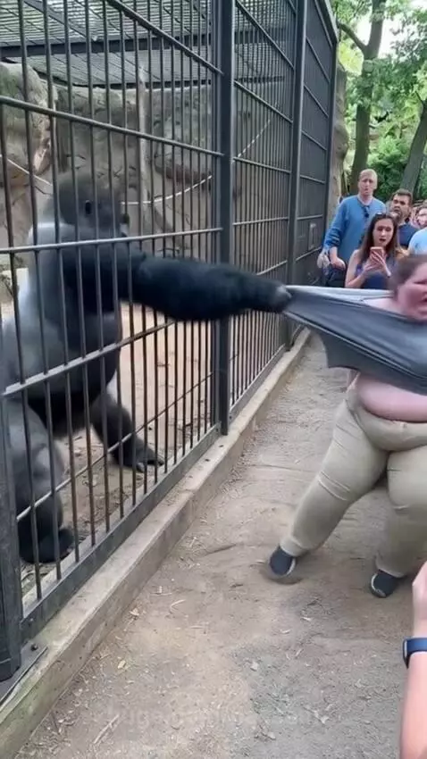 Gorilla reaching through enclosure bars to grab a woman's shirt.