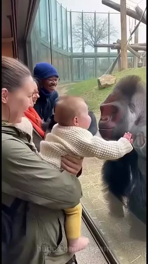 Baby laughing and reaching towards a smiling gorilla behind a zoo enclosure glass.