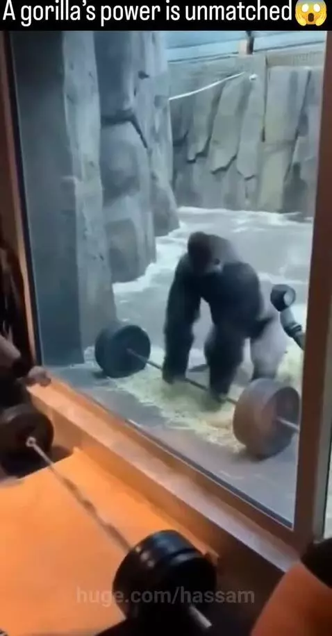 A gorilla in an enclosure lifts a barbell overhead, mirroring a man's actions.