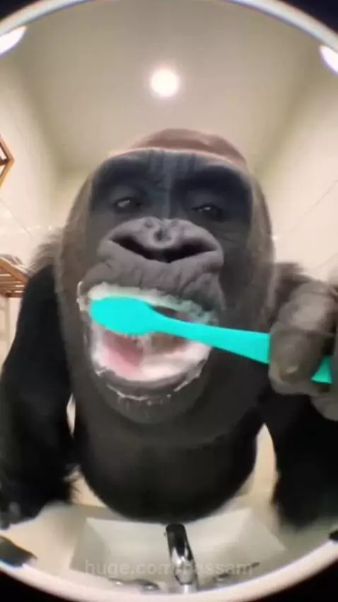 A gorilla in a bathroom brushing its teeth with a bright blue toothbrush, creating a lot of foam.