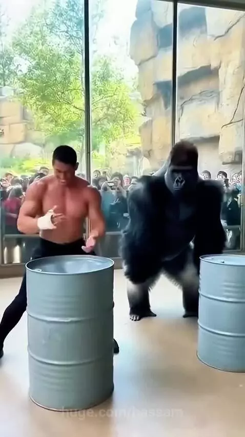 A gorilla powerfully strikes a metal barrel, completely flattening it, while a man watches in disbelief.